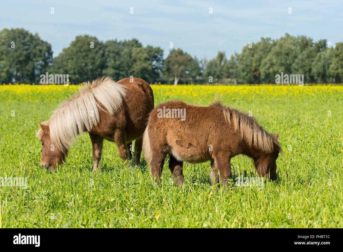 Shetties Banque D'Images