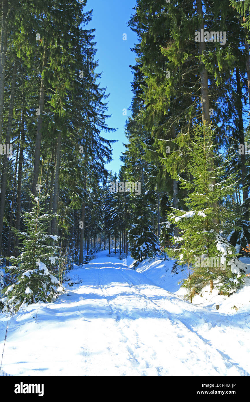 Snowy winter forest Banque D'Images