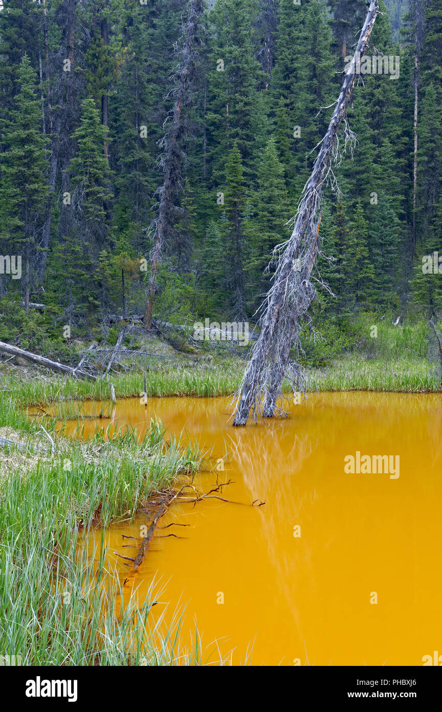 Les Pots de peinture, le Parc National de Kootenay Banque D'Images