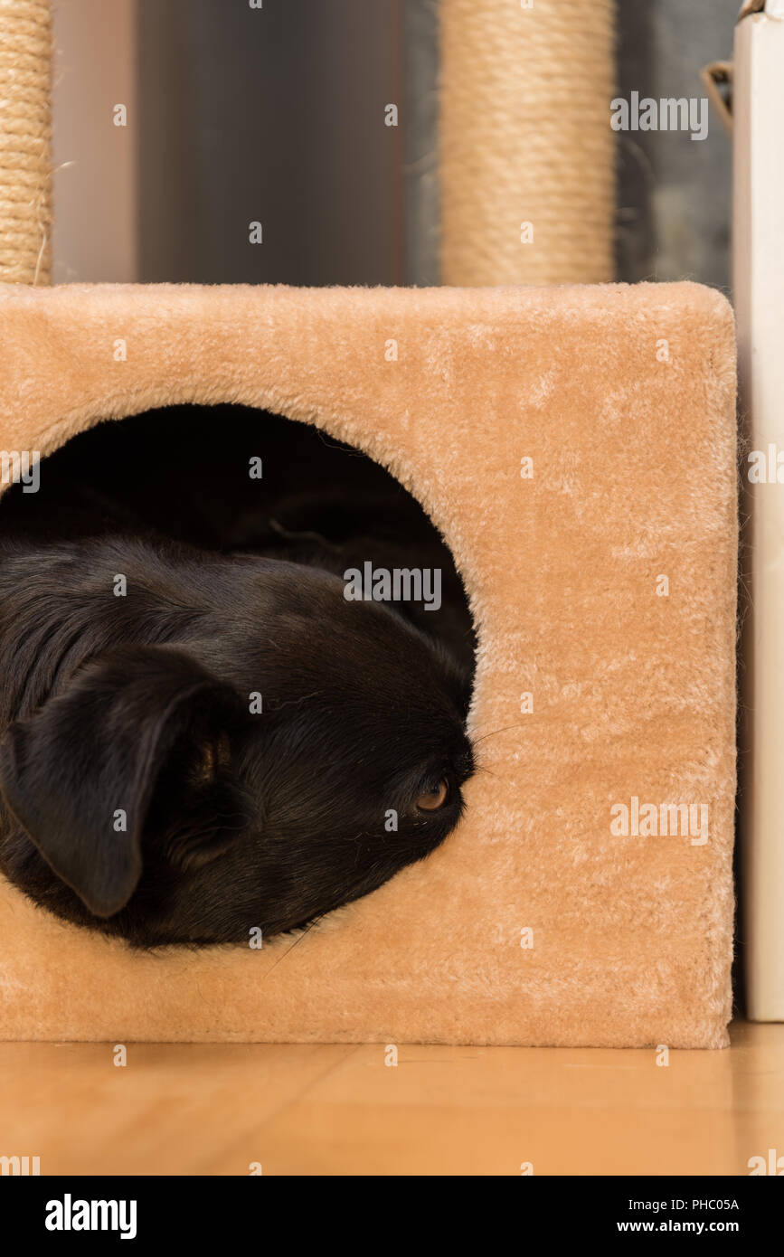 Chien noir dans un petit chat câlin cave - close-up Banque D'Images
