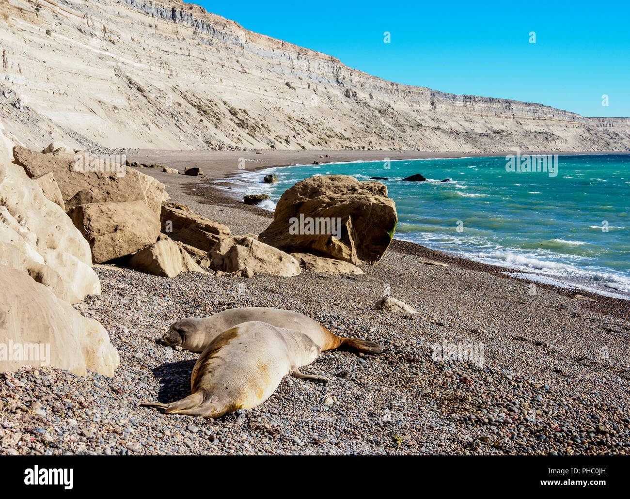 Éléphant de mer du sud (Mirounga leonina), deux femelles, Punta Ninfas, Côte Atlantique, la Province de Chubut, en Patagonie, Argentine, Amérique du Sud Banque D'Images