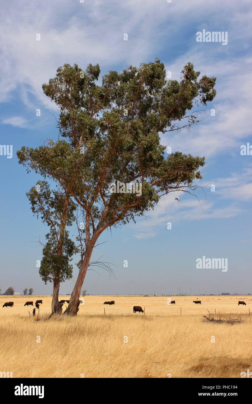 Jepson Prairie Preserve, Dixon, Californie Banque D'Images