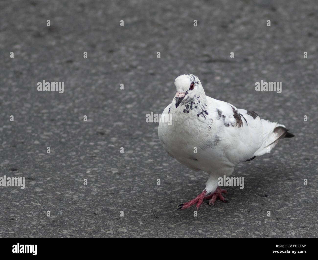 Pigeon blanc pidgeon marcher dans les rues de Montréal, Québec, Canada, urban city bird, oiseaux Banque D'Images