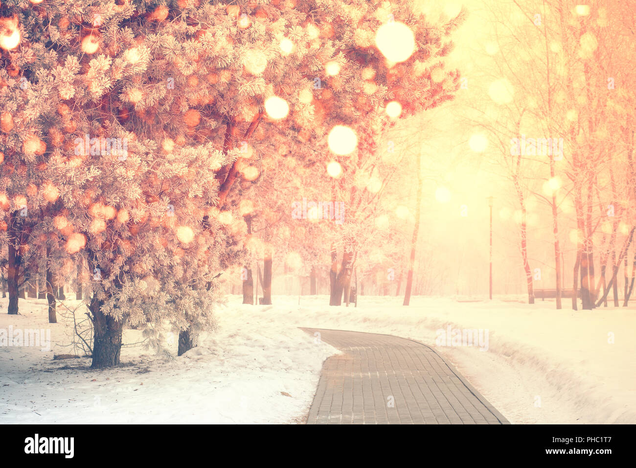 Noël arrière-plan. Lumières de Noël. Parc avec des flocons de neige dans la matinée. Couleurs d'hiver tranquille de la nature. Banque D'Images