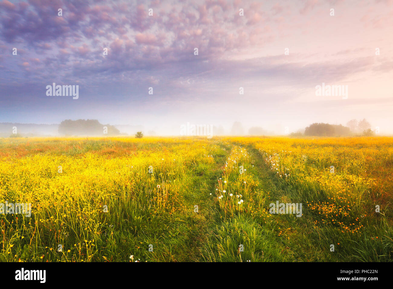 Paysage d'automne. Nature de l'automne. Prairie avec jaune de brume à l'aube. Vivid purple sky over field. Banque D'Images