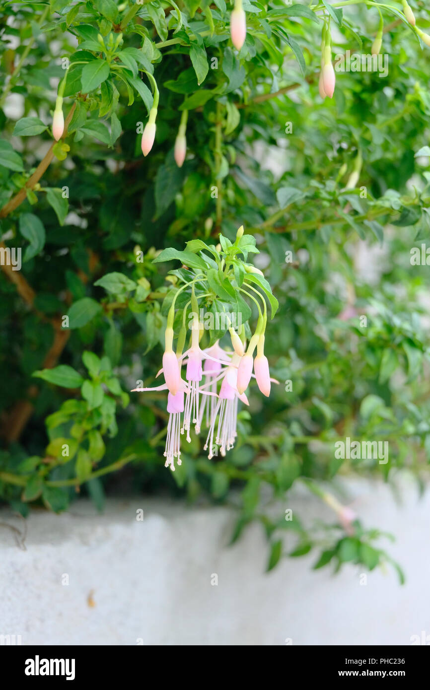 Tout petit bébé Fuschia rose fleurs en fleur à la fin août Banque D'Images