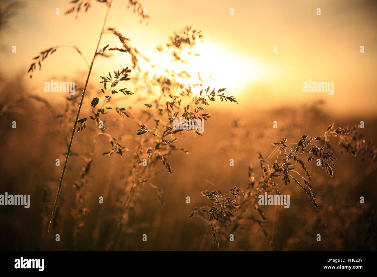 Automne fond. Rosée sur l'herbe avec soleil levant en toile de fond. La lumière du soleil du matin. Nature de l'automne. Banque D'Images