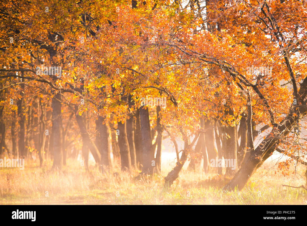 Automne fond. Les arbres à feuilles rouge jaune dans la lumière du soleil du matin. Nature de l'automne. Banque D'Images