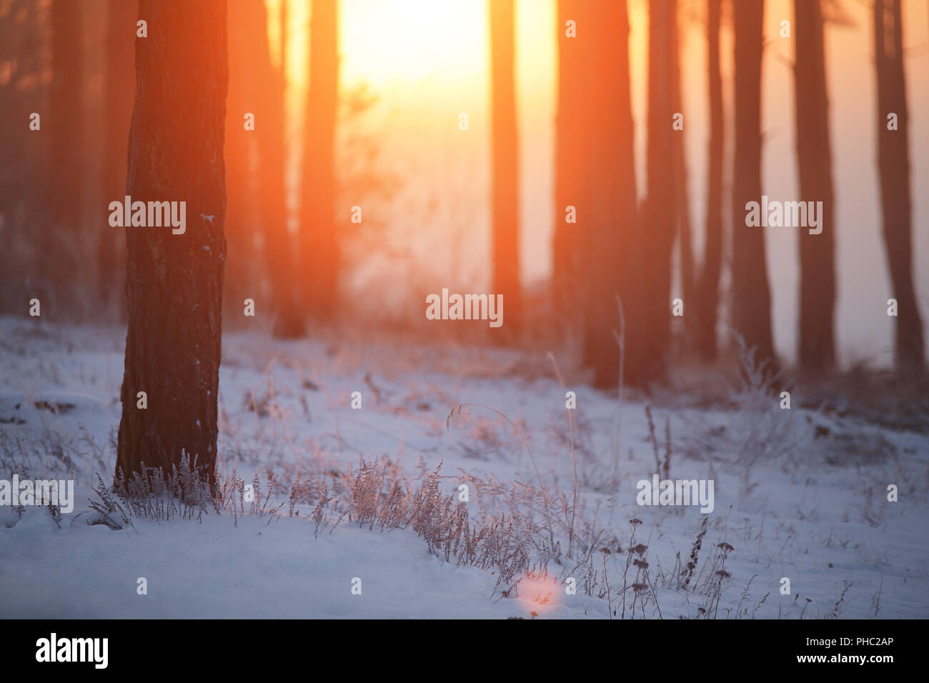 Lever du soleil en hiver forêt. Les arbres illuminés par le rouge soleil levant dans frosty matin. Fond d'hiver. Copier l'espace. Banque D'Images