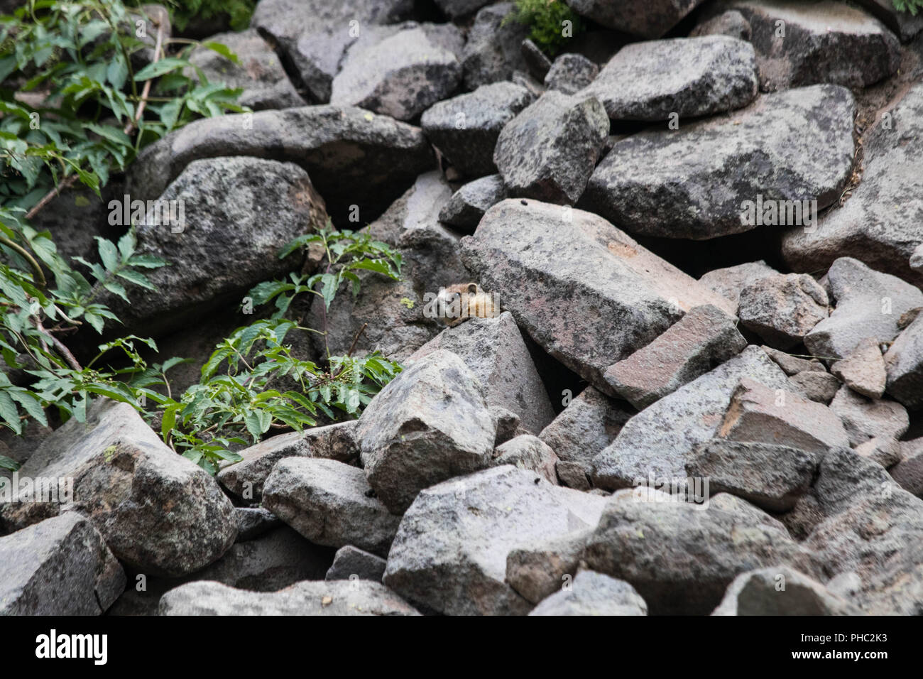 Un jeune marmot de pics entre les rochers entourant son terrier, Crater Lake, Oregon. Banque D'Images