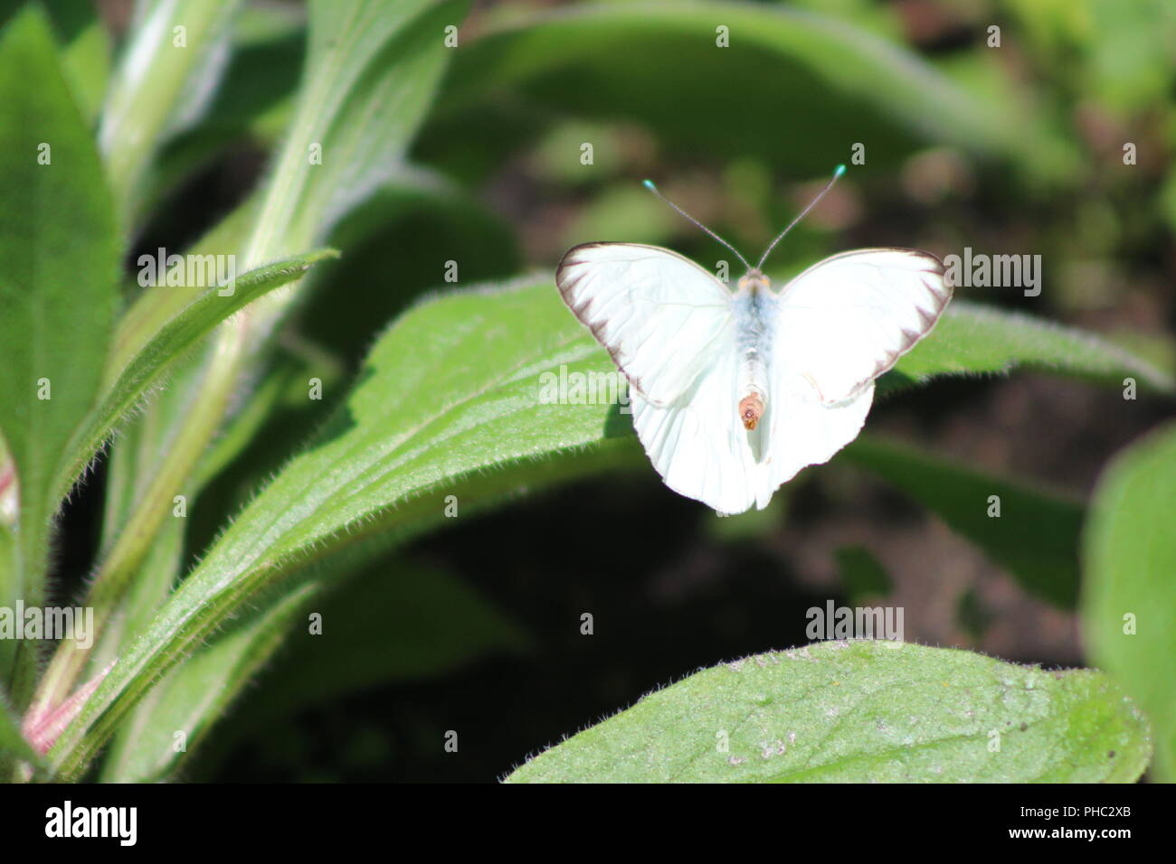 Grand Sud Papillon Blanc reposant sur une feuille Banque D'Images