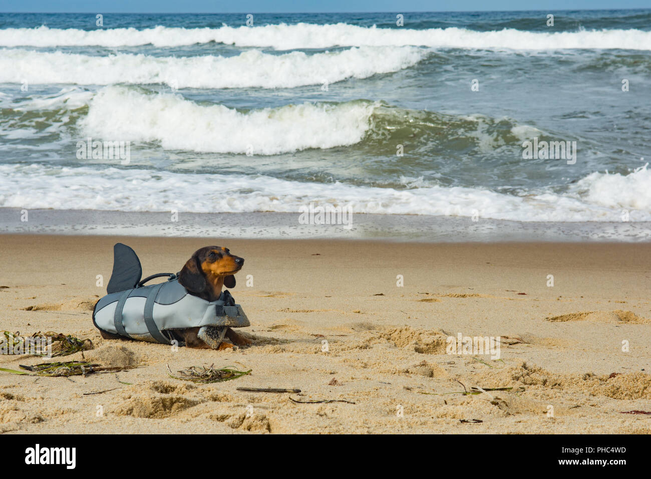 Chiot teckel à Cape Cod Beach Banque D'Images