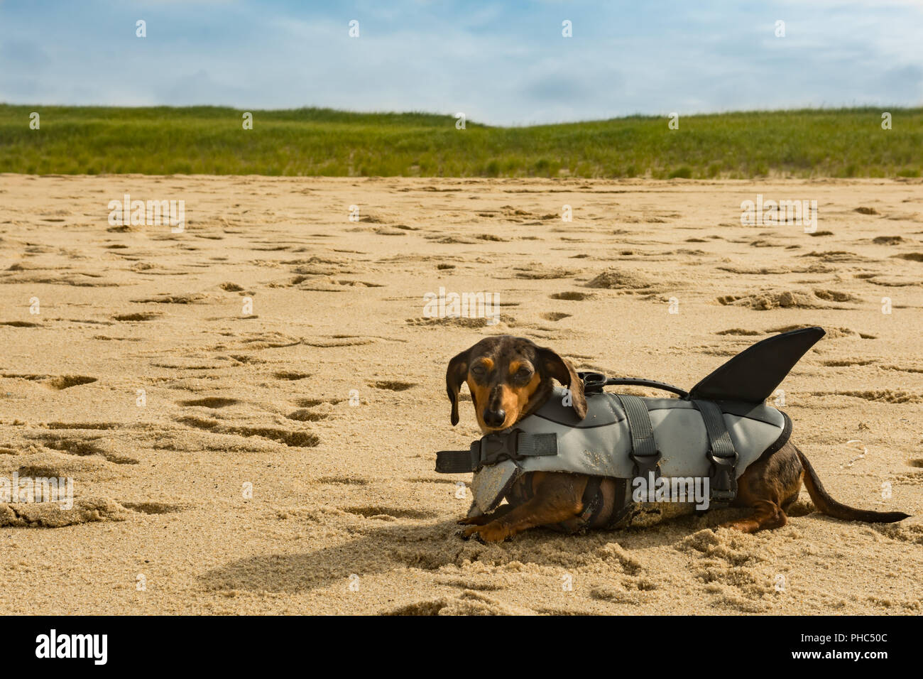 Chiot teckel à Cape Cod Beach Banque D'Images