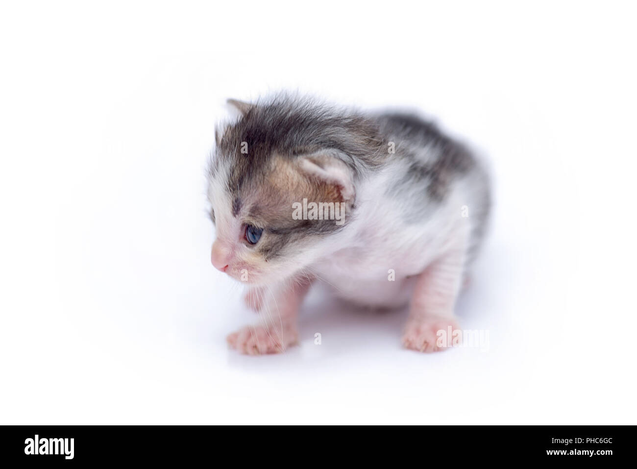 Adorable petit chaton isolé sur blanc. Banque D'Images