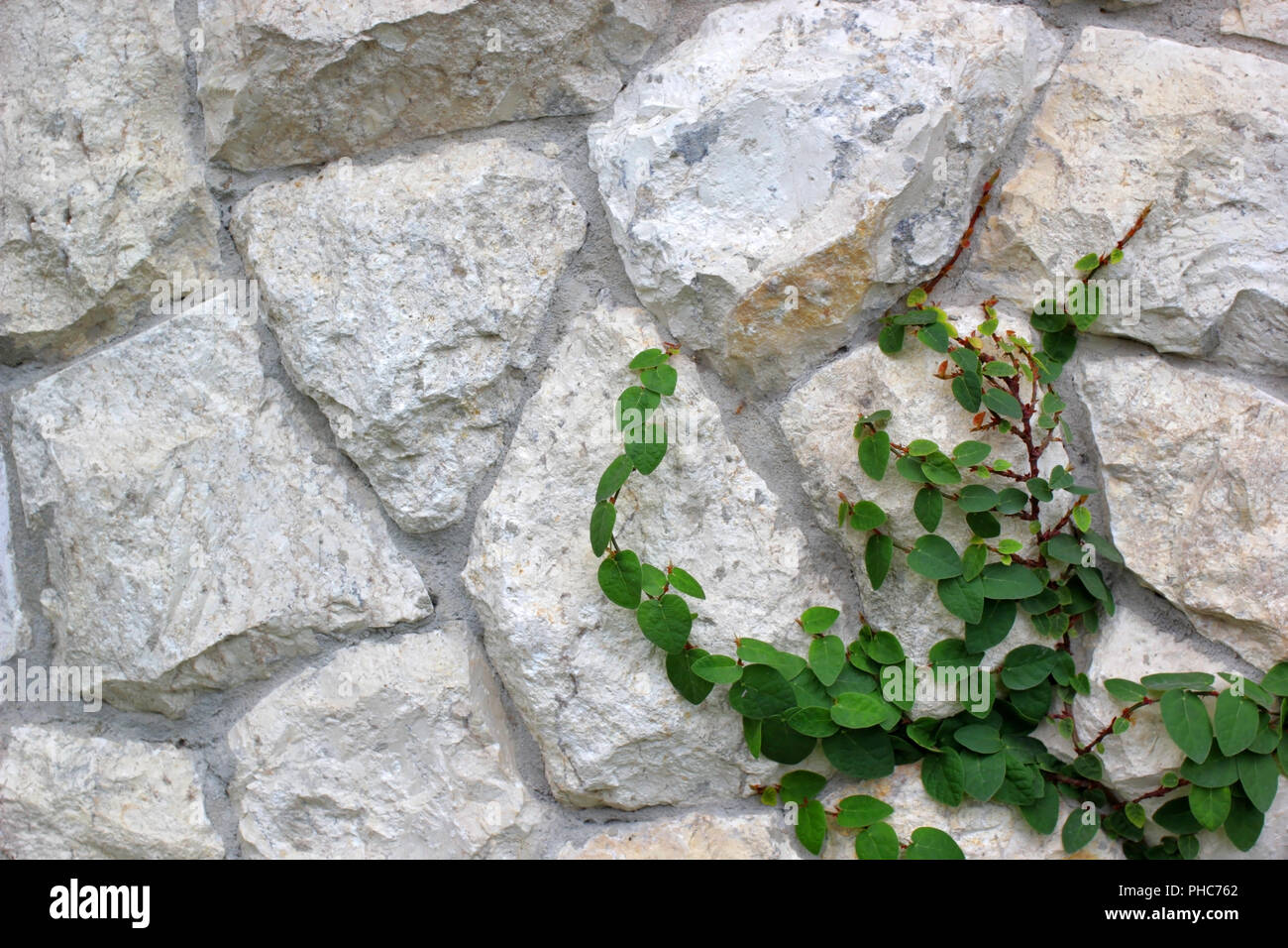 Le rampage fig Ficus pumila, Escalade sur mur de pierre Banque D'Images