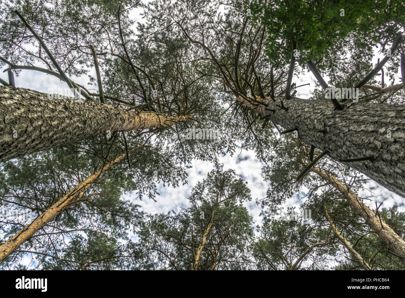 Regarder vers le haut au point de deux pines Banque D'Images