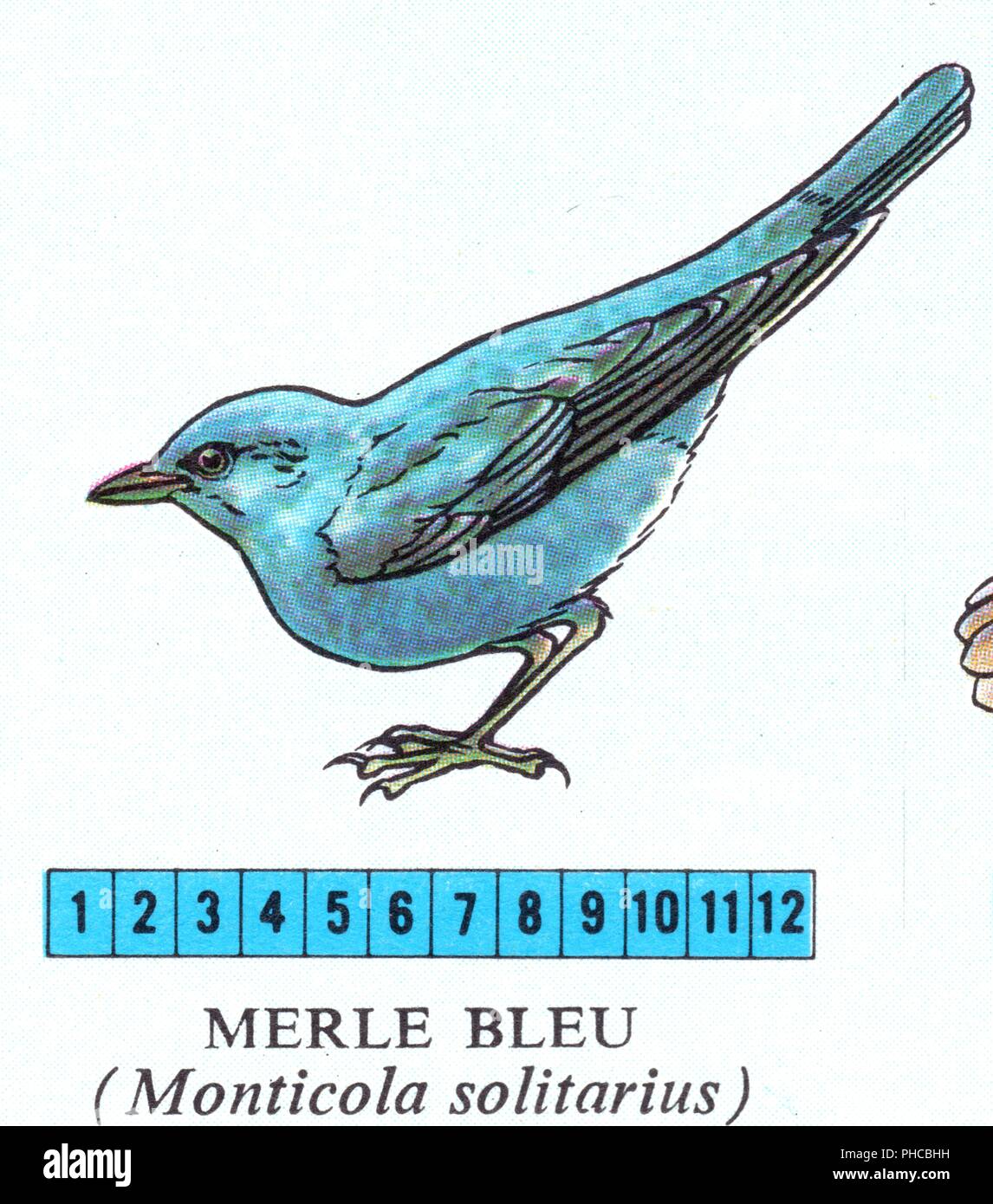 Merle bleu Banque D'Images