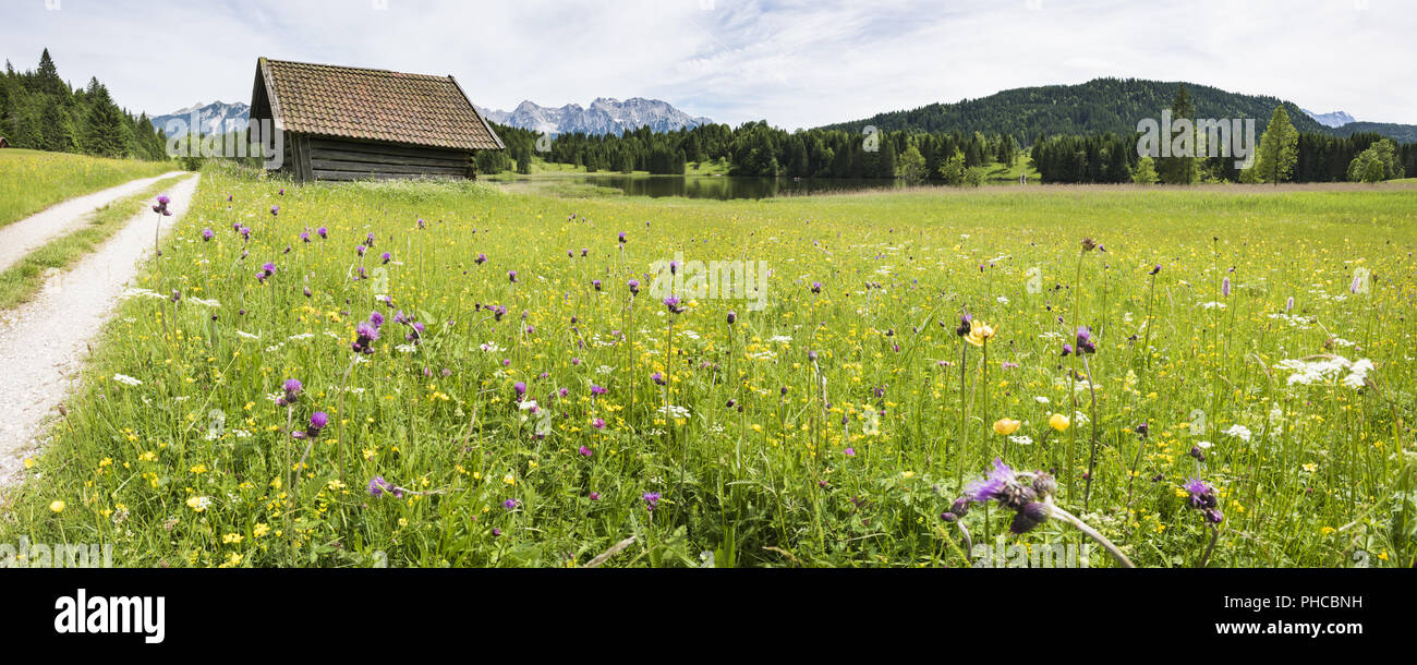 Panorama des fleurs dans le pré au printemps Banque D'Images