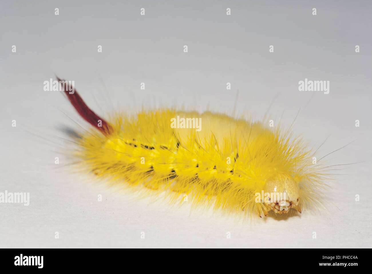 Big, hairy caterpillar. larve de Lymantriinae Banque D'Images