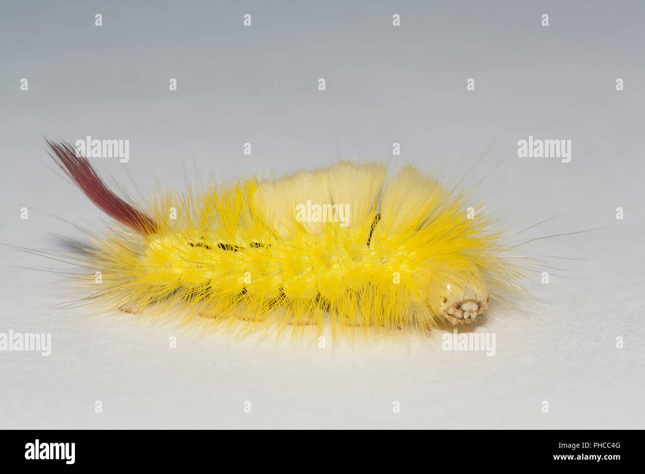 Big, hairy caterpillar. larve de Lymantriinae Banque D'Images
