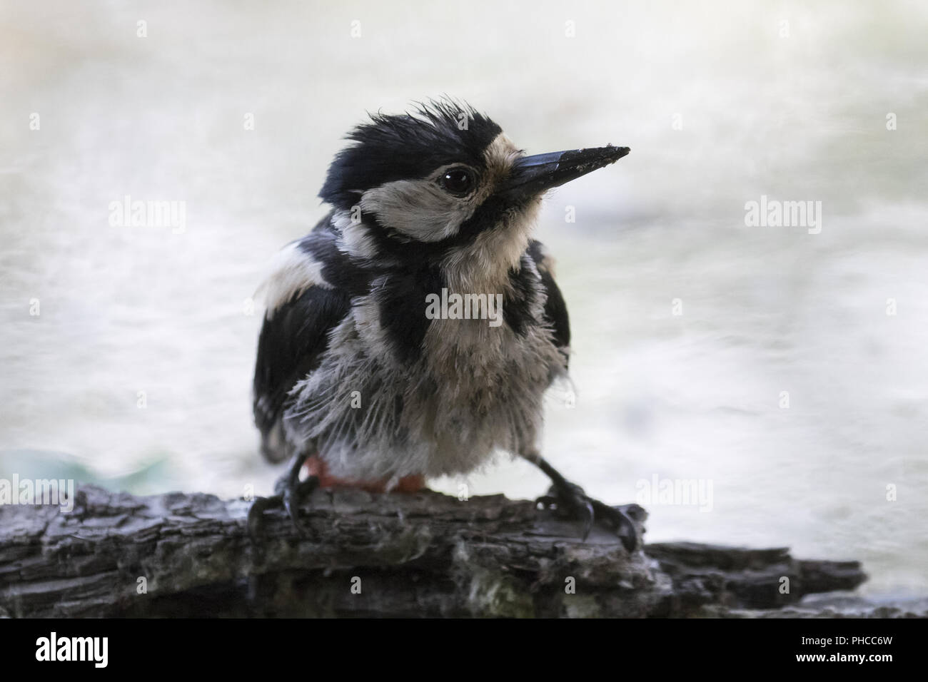 Great spotted woodpecker Banque D'Images