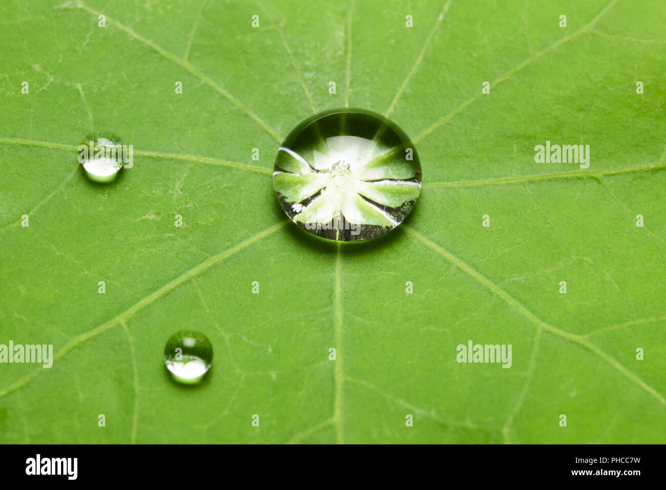 Effet Lotus sur feuille avec goutte d'eau Banque D'Images