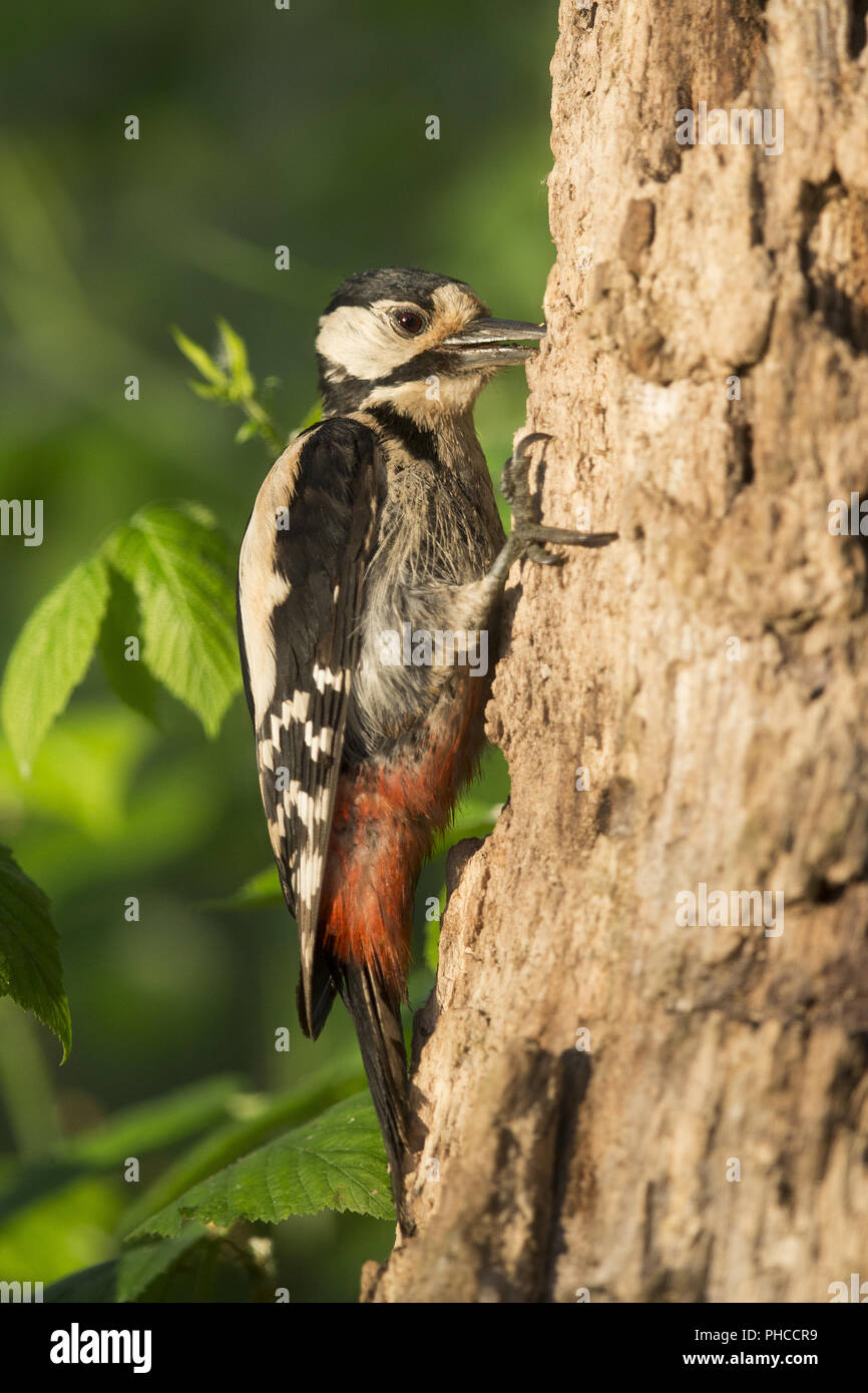 Great spotted woodpecker Banque D'Images
