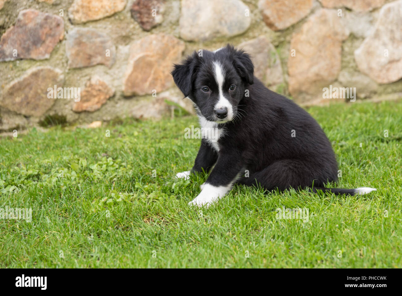 Berger Australien assis dans le jardin - close-up puppy Banque D'Images