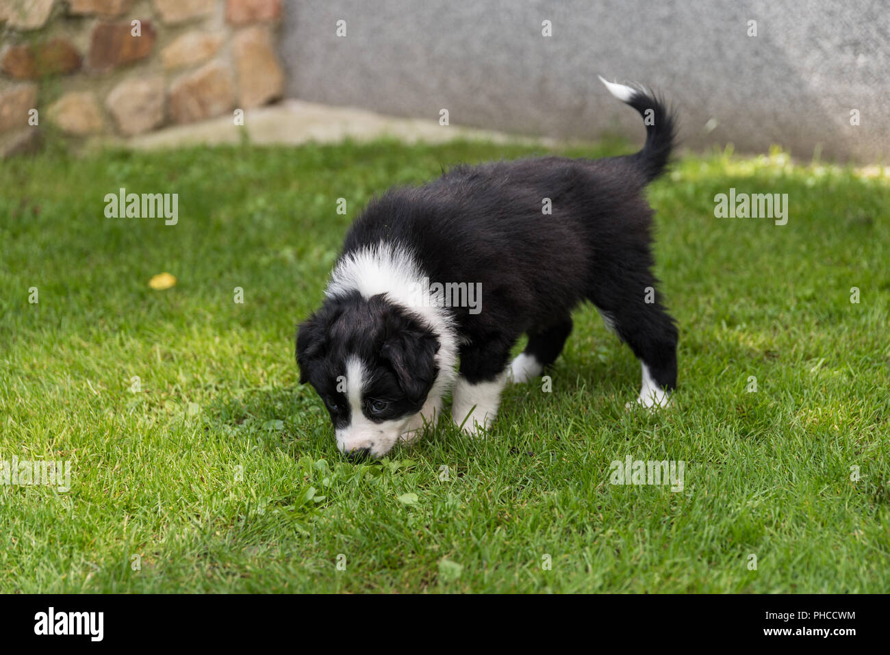 L'inhalation de chiot dans la prairie - Australian Shepherd Banque D'Images