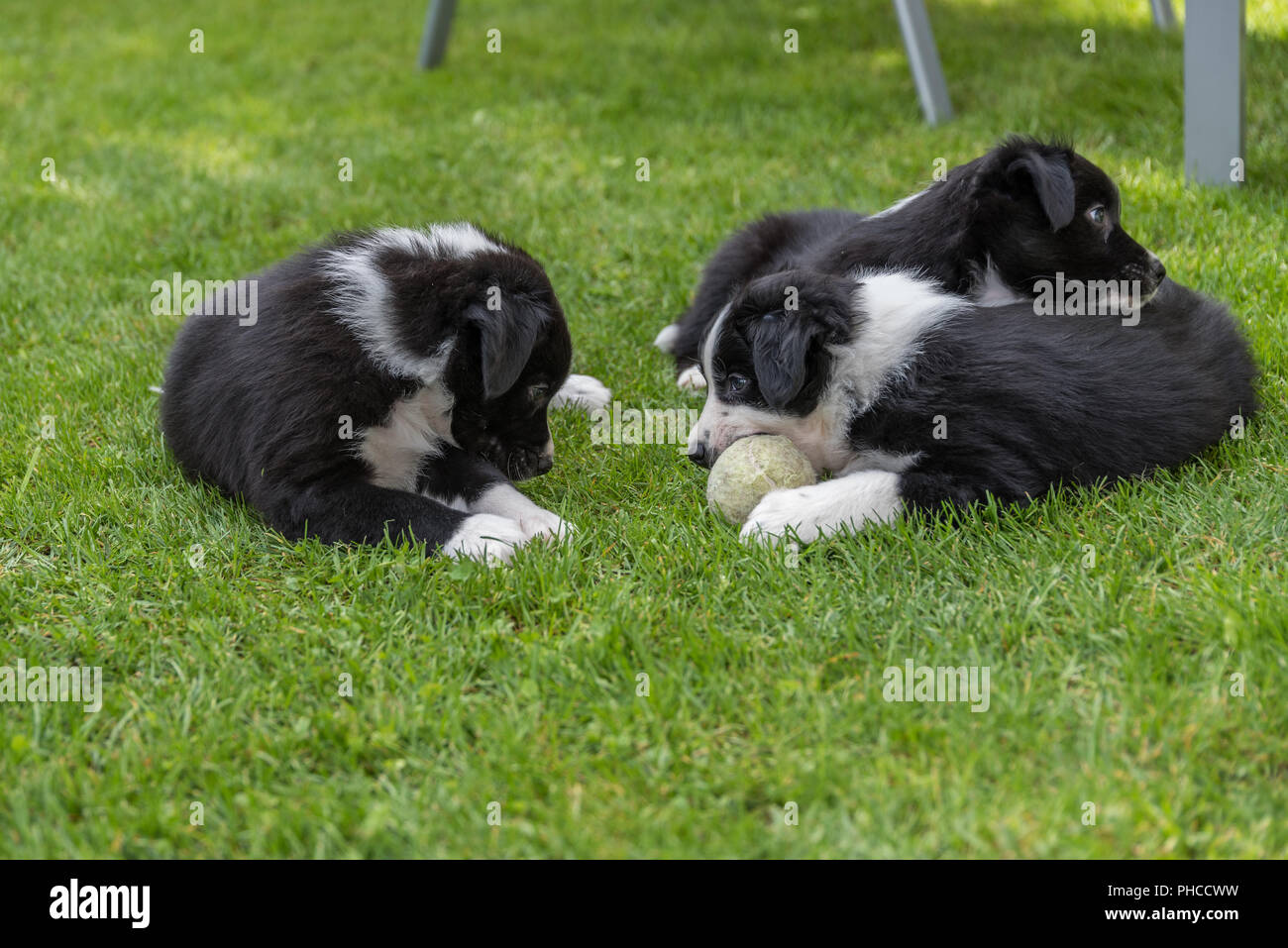 Curieux et jouer les chiots Banque D'Images