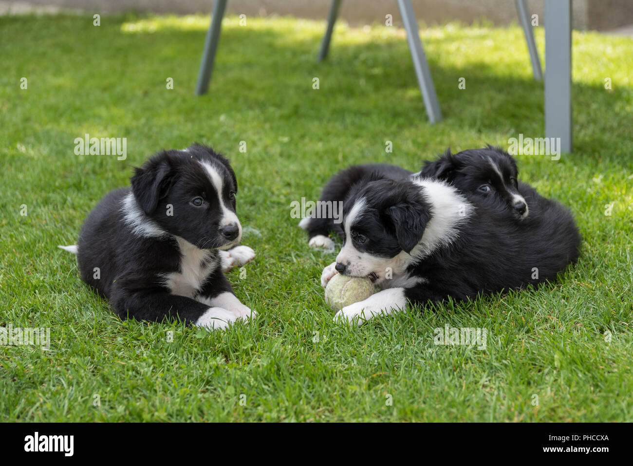 Curieux et jouer les chiots Banque D'Images