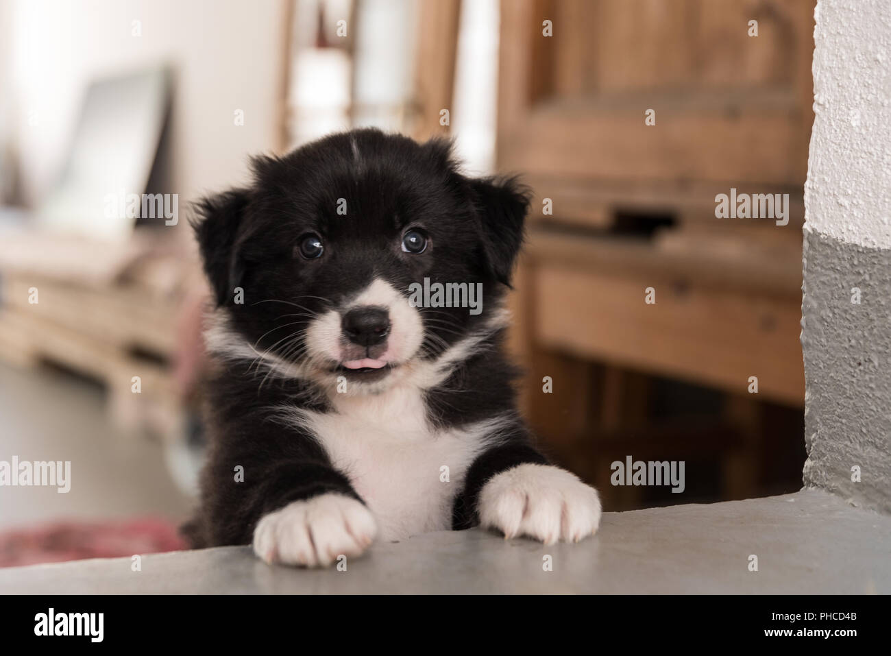 Chiot curieux donne de sa cachette Banque D'Images