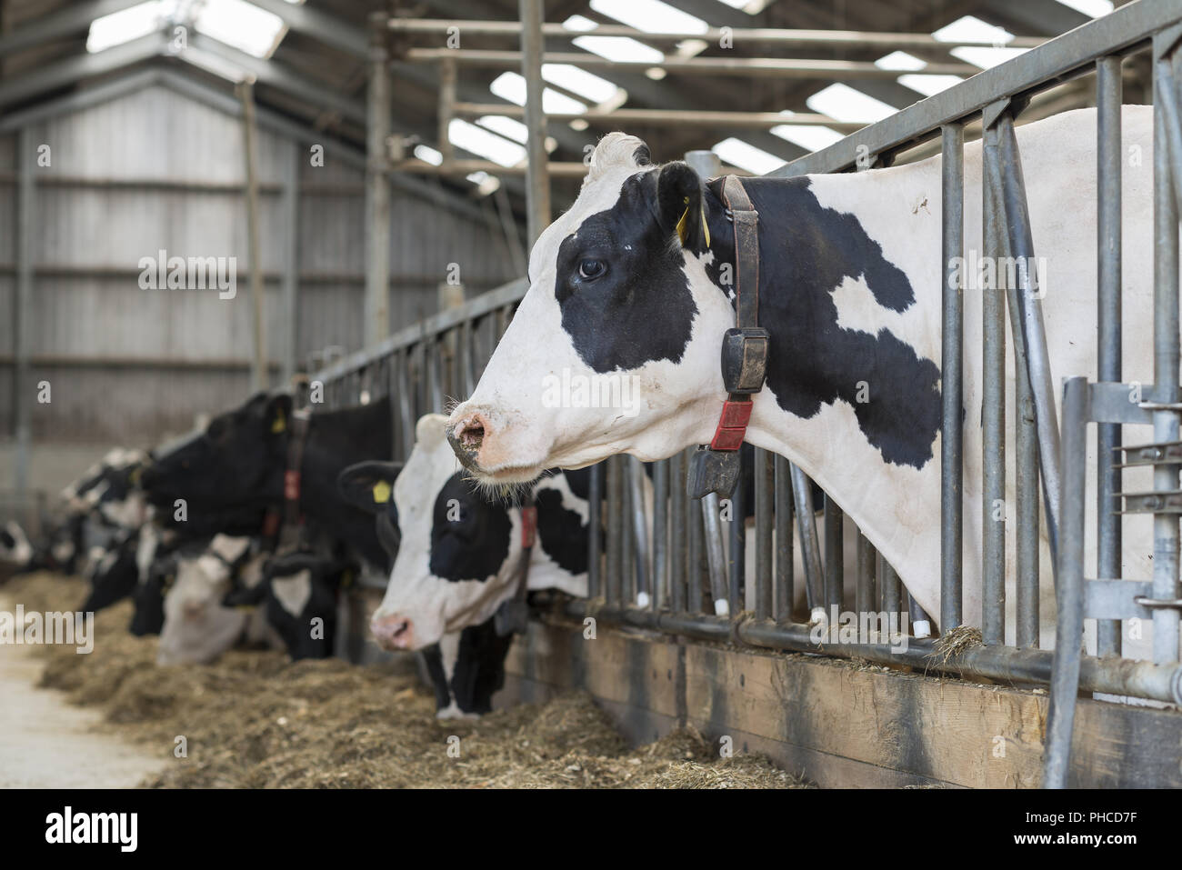 Vaches dans une étable sur une ferme laitière Banque D'Images