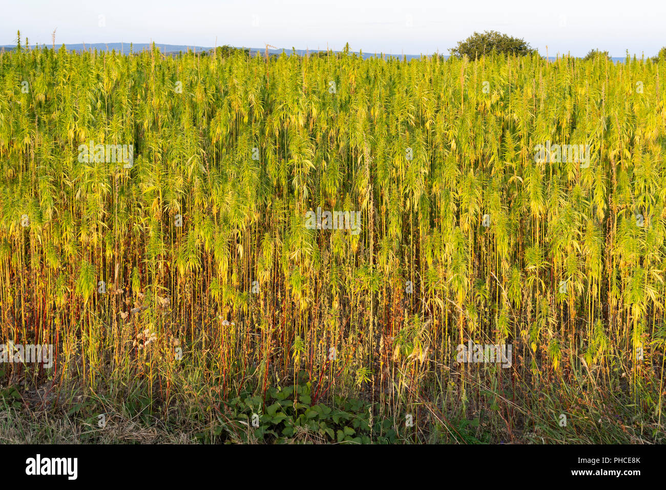 Industrielle mature chanvre (Cannabis sativa) croissant dans la Basse Autriche Banque D'Images