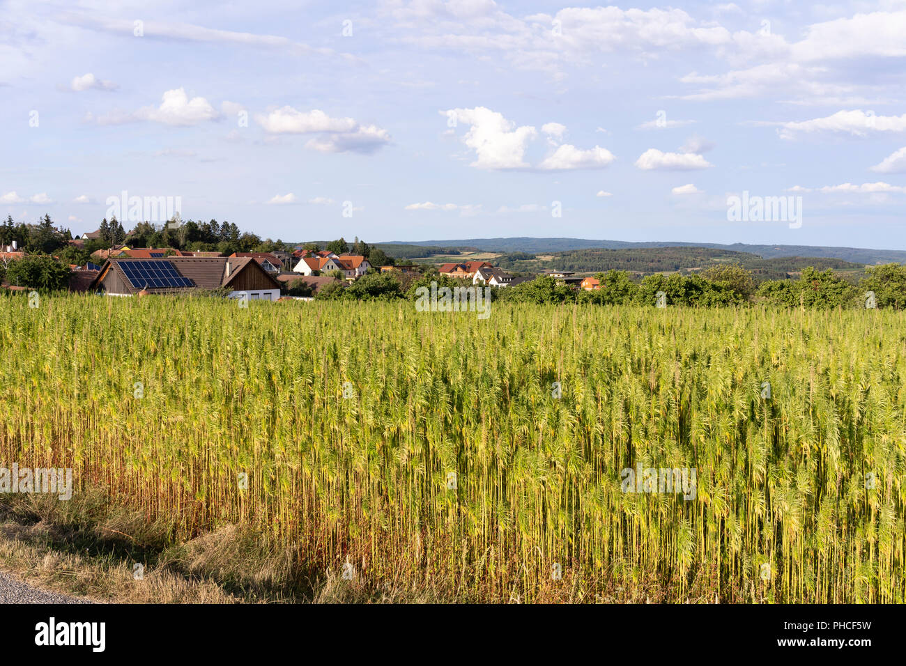 Industrielle mature chanvre (Cannabis sativa) croissant dans la Basse Autriche Banque D'Images