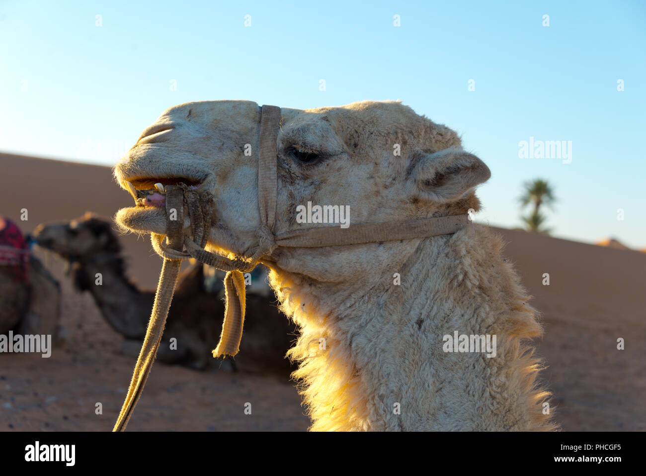 Des chameaux dans l'erg Chebbi Banque D'Images