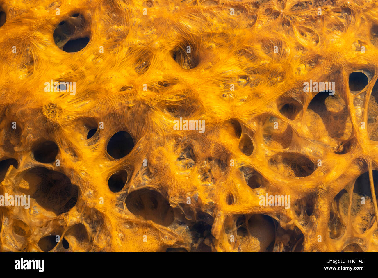 La croissance de bactéries dans l'eau chaude d'une source thermale, le Parc National de Yellowstone, Wyoming, USA. Banque D'Images