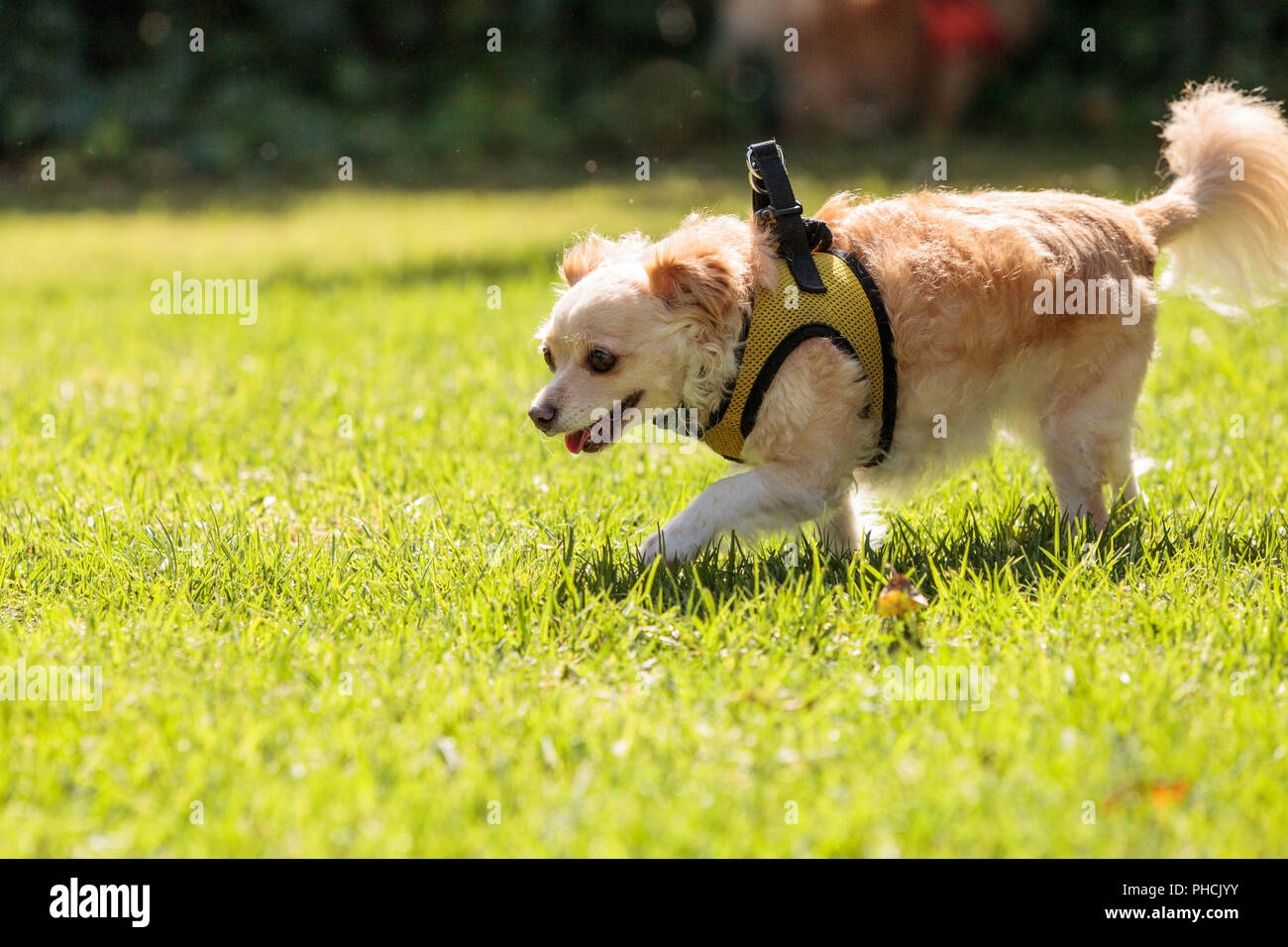 Petite blonde Chihuahua dog Banque D'Images