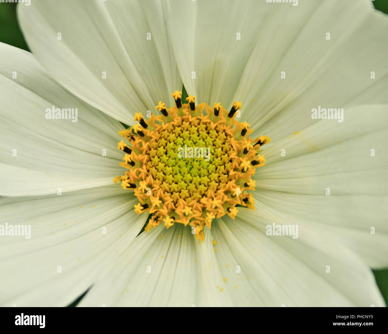 Cosmos flower close up Banque D'Images
