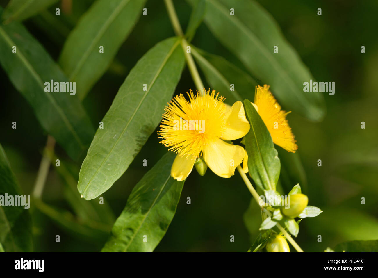 Fleur d'un rosier st. john s millepertuis (Hypericum prolificum) Banque D'Images