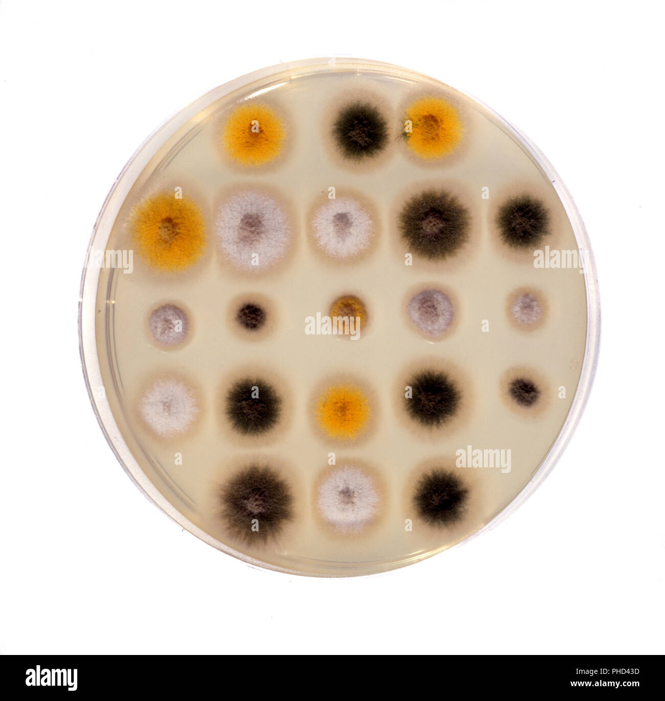Avec la science en laboratoire d'essai biologique Banque D'Images