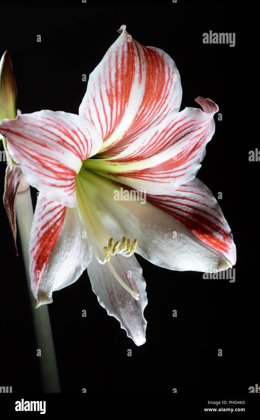 Amaryllis fleurs sur fond sombre Banque D'Images