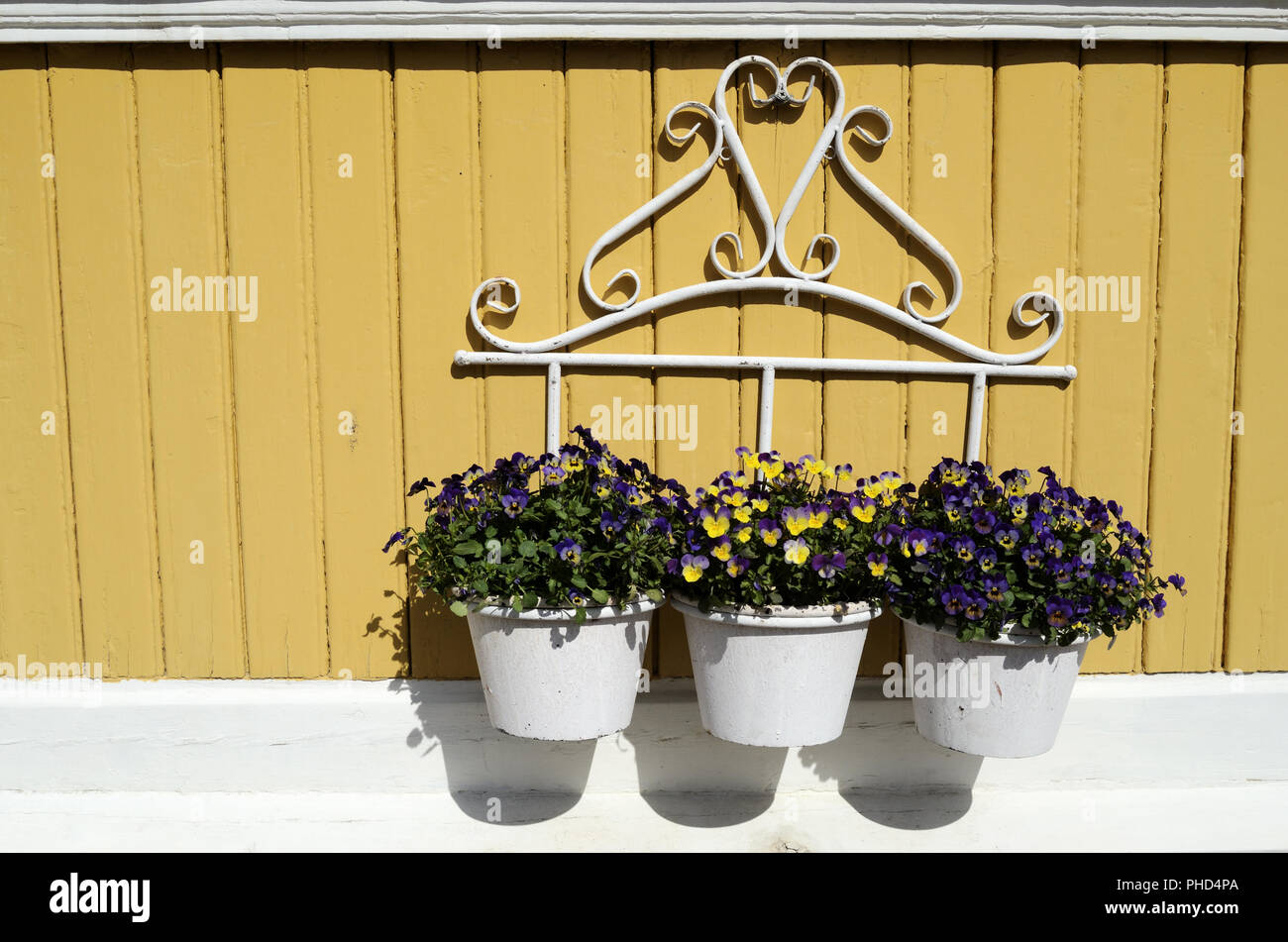 Trois pot avec des fleurs blanches sur un mur jaune Banque D'Images