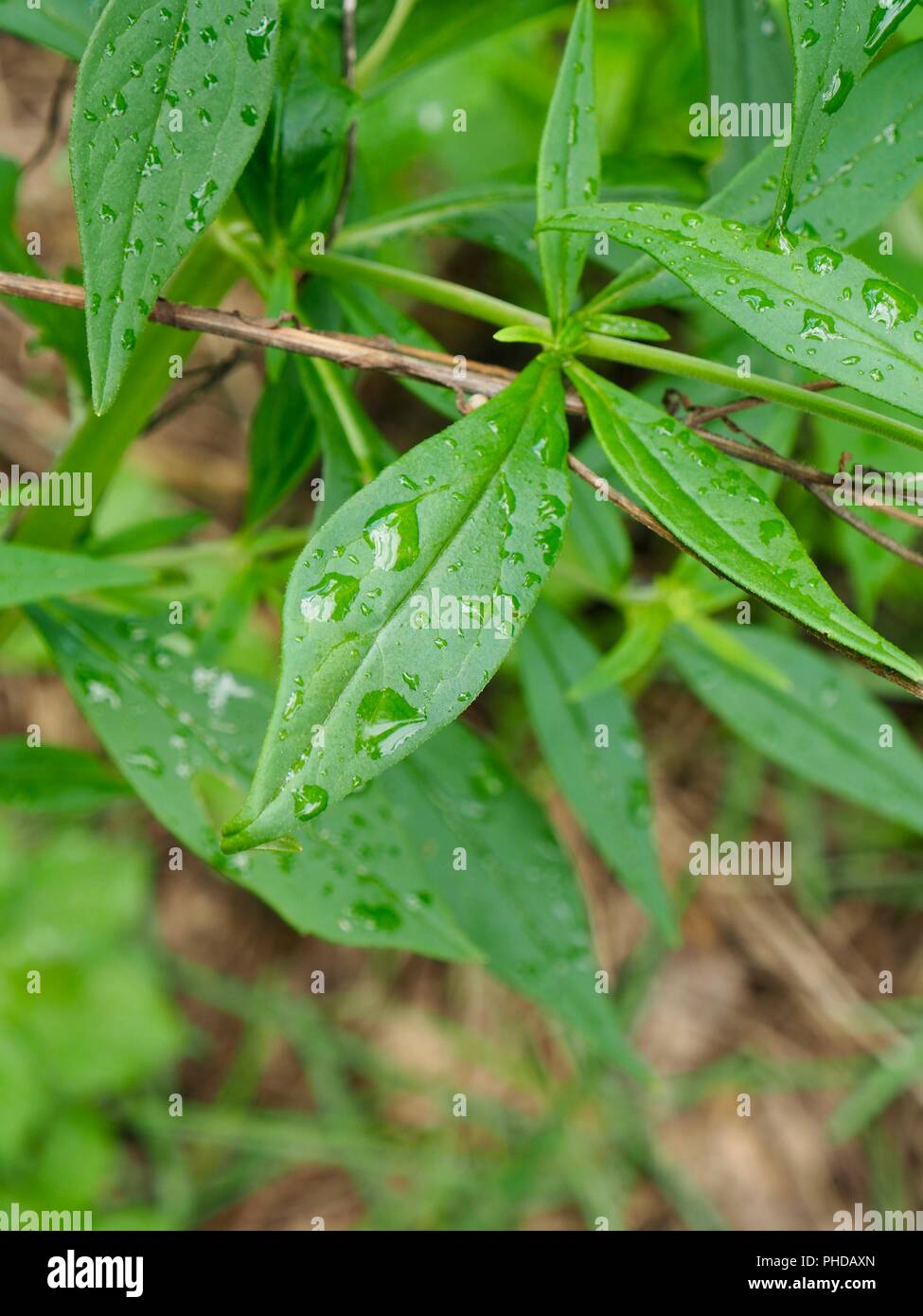 Feuilles et gouttes d'eau Banque D'Images