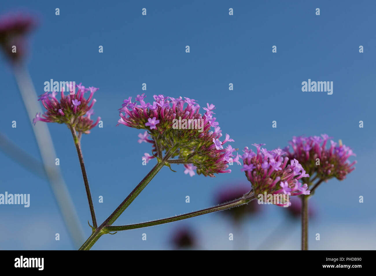 Purpletop verveine (Verbena bonariensis, Jätteverbena) Banque D'Images