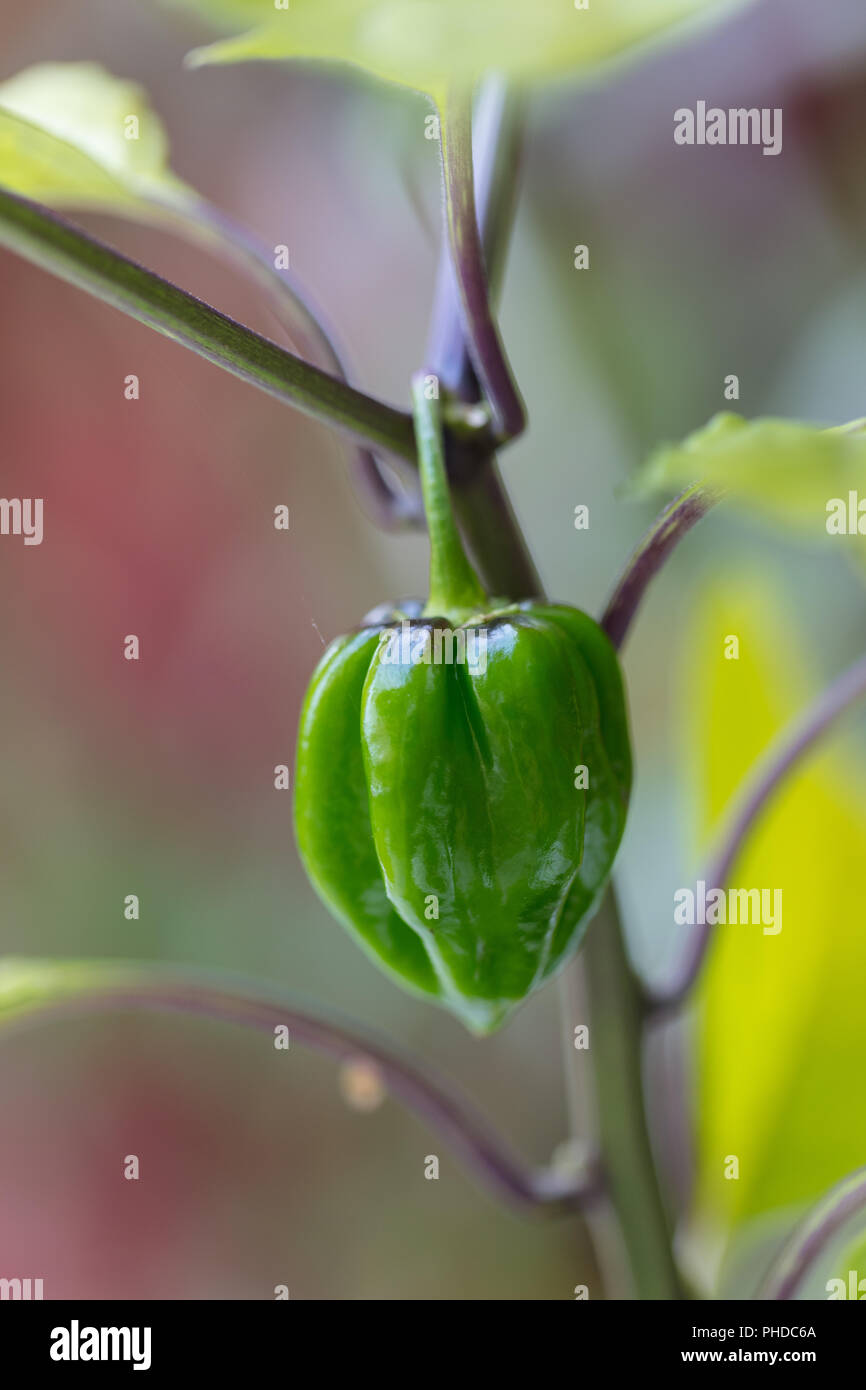 'Piment Habanero', Havannapeppar (Capsicum chinense ) Banque D'Images