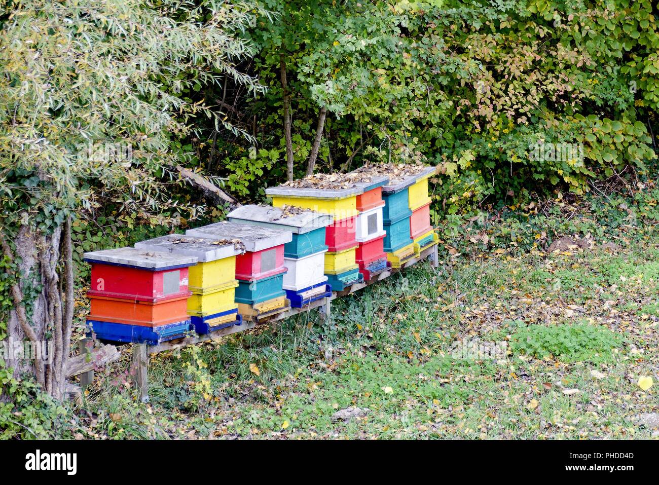 Bee-hives en bois coloré à la lisière d'une forêt Banque D'Images