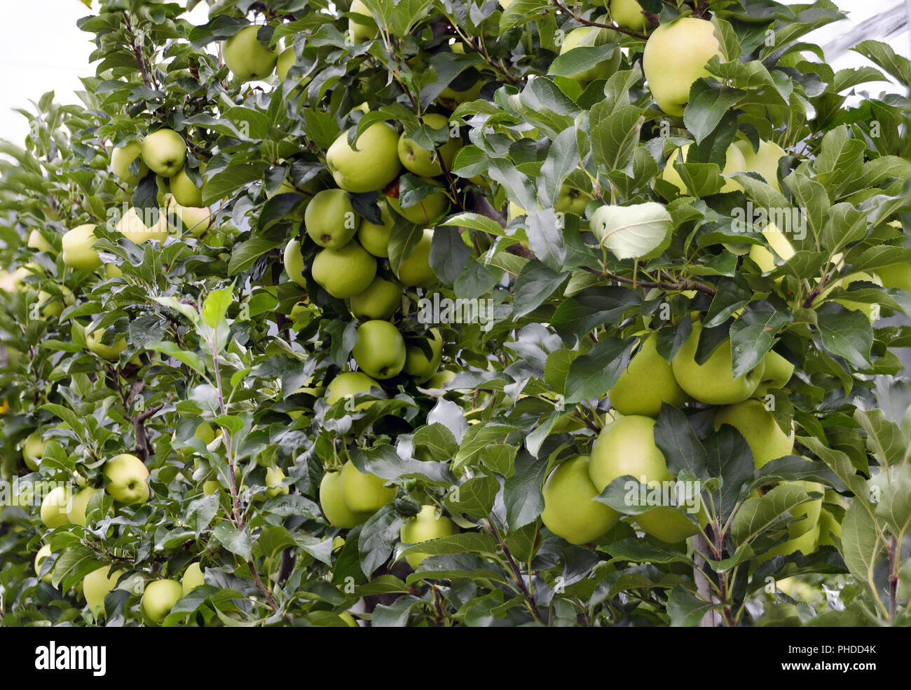 Les arbres avec des pommes Golden Delicious Banque D'Images