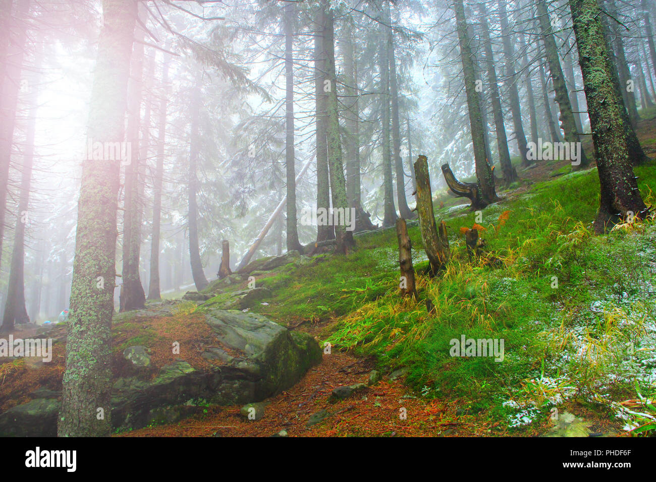 Avec la forêt de sapins-arbres après la première neige de l'année Banque D'Images