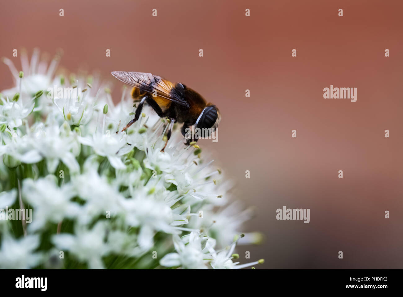 Fleur d'oignon avec bee closeup Banque D'Images